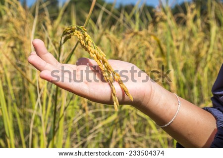 hand touching rice filed
