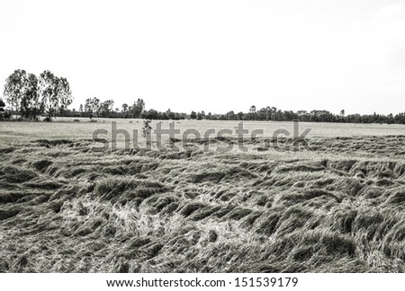 After the storm,The picture shows the wind-blown Rice.