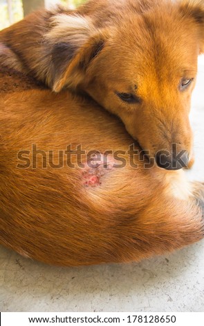 Injured after fight with other dog