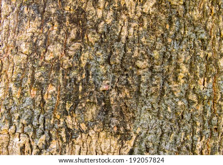 Tamarind tree bark texture