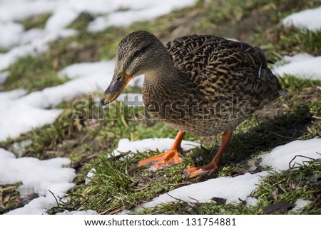 ducks in snow bank