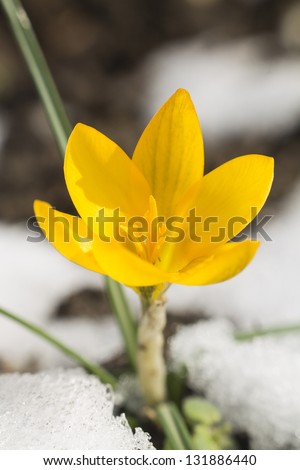yellow crocus and white snow