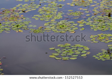 Green aquatic plant