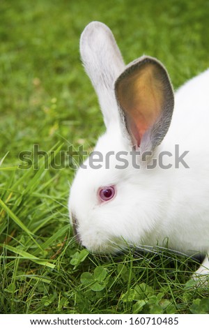 white bunny on green grass