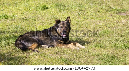 mixed breed dog sun grass