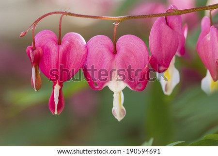 Bleeding Heart flower (Dicentra spectabilis)