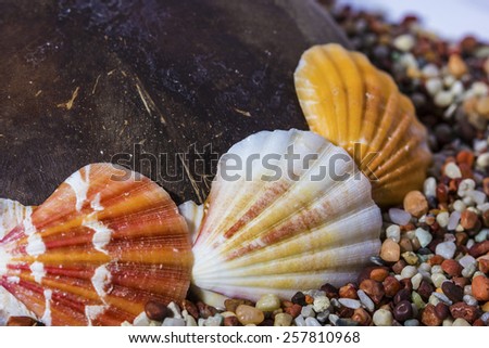sea shells on the pebbles