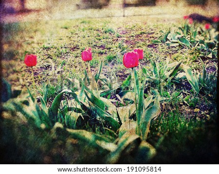 Vintage photo of tulips, grunge textured background.