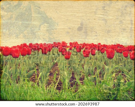 Textured old stained paper background with red tulips.
