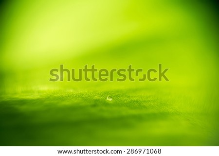 Extremely close up shot of green leaf structure.