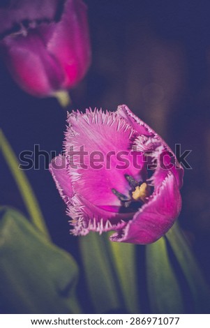 Grunge purple tulip flower, retro effect with paper texture.