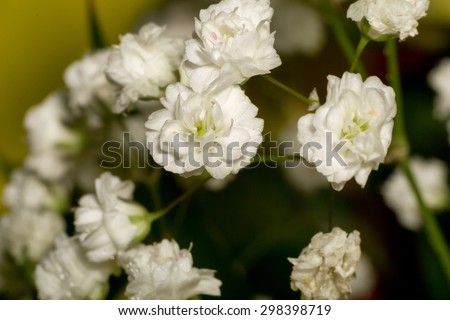 Small white flowers, gypsophila (baby\'s breath) in bouquet.
