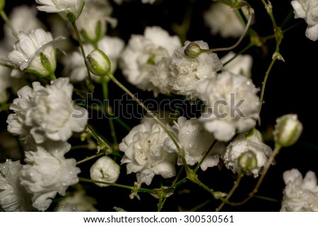 Small white flowers, gypsophila (baby\'s breath) in a bouquet.