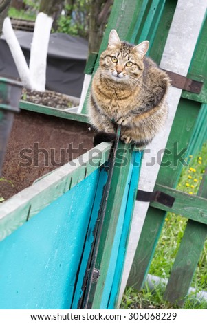 Cute big tabby cat sitting on the metal crate in the garden.