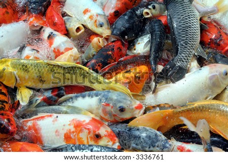 A lot of colorful fishes