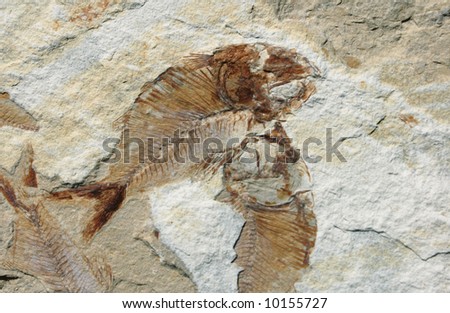 fish fossil clipart