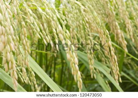 Closeup the Grains of rice near harvest