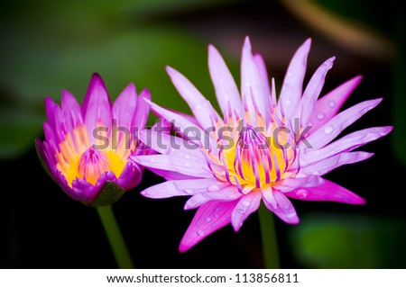 twin pink lotus flowers