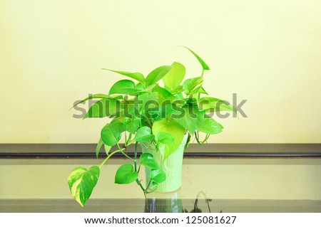 Devil s ivy decorated on glass table