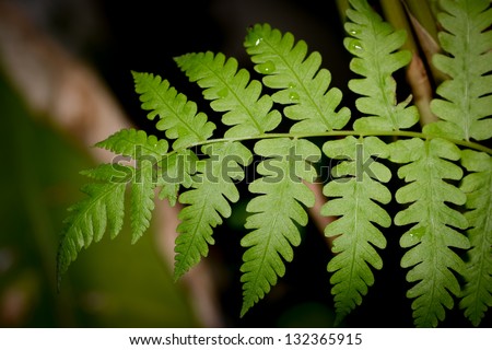 Rainforest fern, Fern leaf