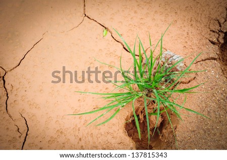 new grass life on wet clay