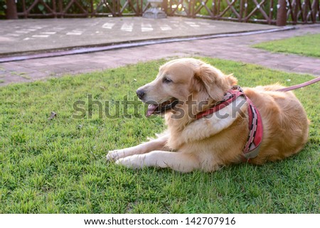 Golden Retriever dog lying down in a meadow on a sunny summer\'s day