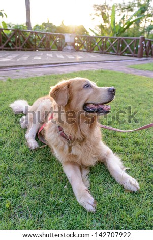 Golden Retriever dog lying down in a meadow on a sunny summer's day