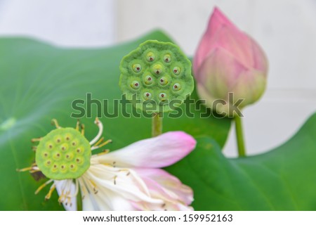 lotus seed, lotus flower background