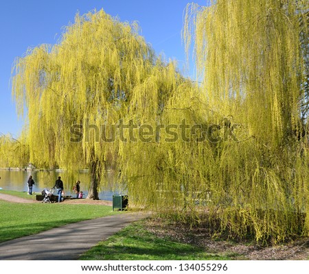 Willow Trees by River Thames, Cookham, Berkshire, England
