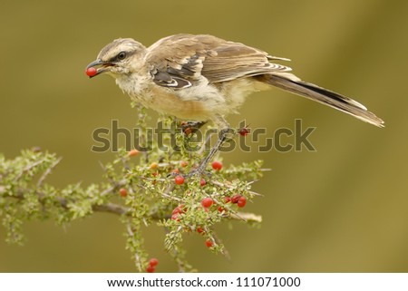 Chalk-browed Mockingbird eating a Piquillin-tree fruit in Patagonia, Argentina