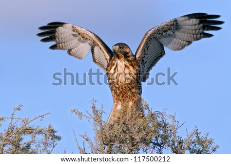 Red-backed Hawk spreading its wings (Buteo polyosoma). Patagonia, Argentina, South America