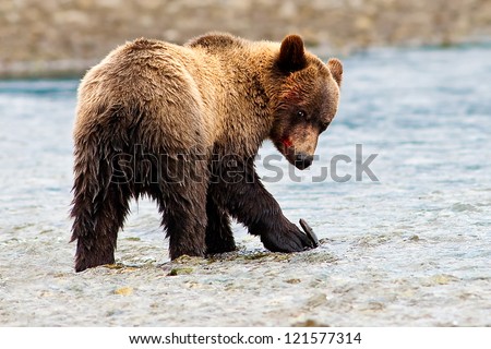 Defiant Grizzly Bear Looking with Blood on His Face, British Columbia, Canada, North America.