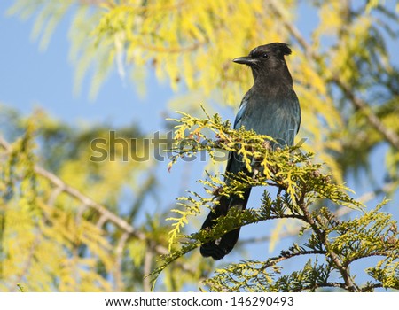 The Steller\'s Jay (Cyanocitta stelleri) is a jay native to western North America. Alert Bay, Vancouver, British Columbia, Canada, North America.
