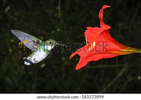 White-throated Hummingbird (Leucochloris albicollis) and unidentified wasp speeding towards an unidentified red flower in order to feed on nectar. Paranaense forest, Misiones, Argentina, South America