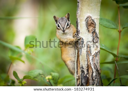 Eastern Chipmunk Squirrel (Tamias striatus) Clinging to a tree. Canada, North America