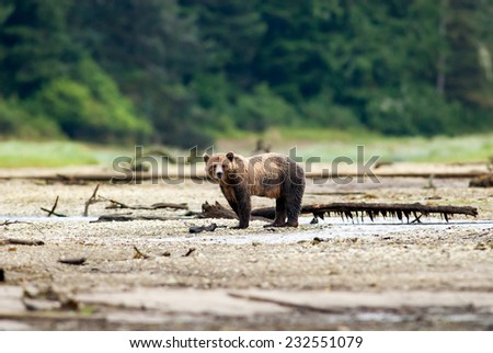 Grizzly Bear (Ursus arctos horribilis) standing next to water pool at the edge of boreal forest. British Columbia, Canada, North America.