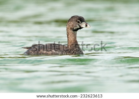 Pied-billed Grebe (Podilymbus podiceps) swimming in a lake. Patagonia, Argentina, South America. Patagonia, Argentina, South America.