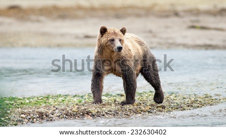 Grizzly Bear (Ursus arctos horribilis) standing at waterside. British Columbia, Canada, North America.