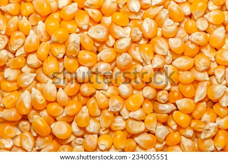 Bulk of corn grains / beans. Background. Texture. Vegetarian / vegan food.