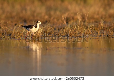 South American Stilt (Himantopus melanurus) reflected on a pond at sunset. Patagonia, Argentina, South America.