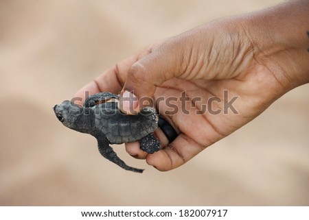 One day old turtle on human palm in Praia do Forte Beach, Bahia, Brazil.