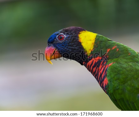 Rainbow Lorikeet Parrot - a very brightly colored parrot species