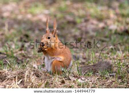 Small and very curiosity animal, wild squirrel