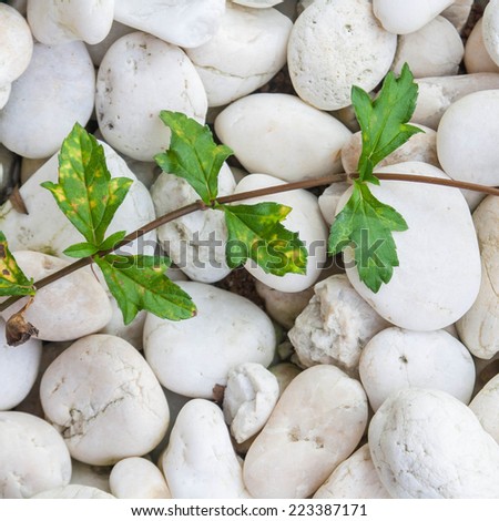 plant on rock ground