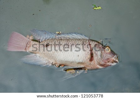 A fish dies in the  dirty water for long time with fly