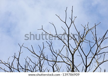 Tree without leave with blue sky