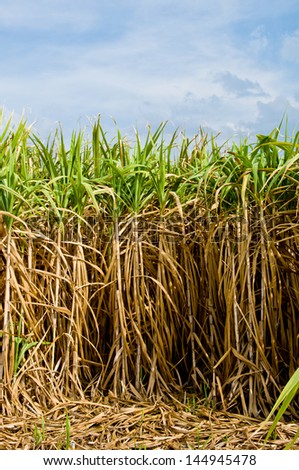 The sugar cane farm in Thailand as background