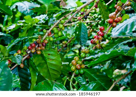 The coffee tree with ripe bean in the farm at Khun Chang Khien in Chiang Mai, Thailand