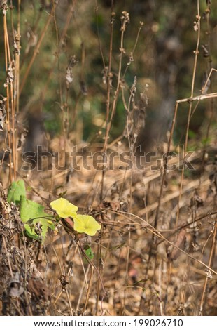 The fresh yellow morning glory flower on the dried grass in the forest