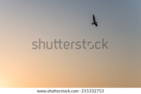 A seagull fly on the sky during sunset as silhouette picture for background